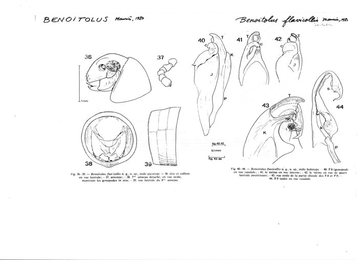 Benoitolus flavicollis