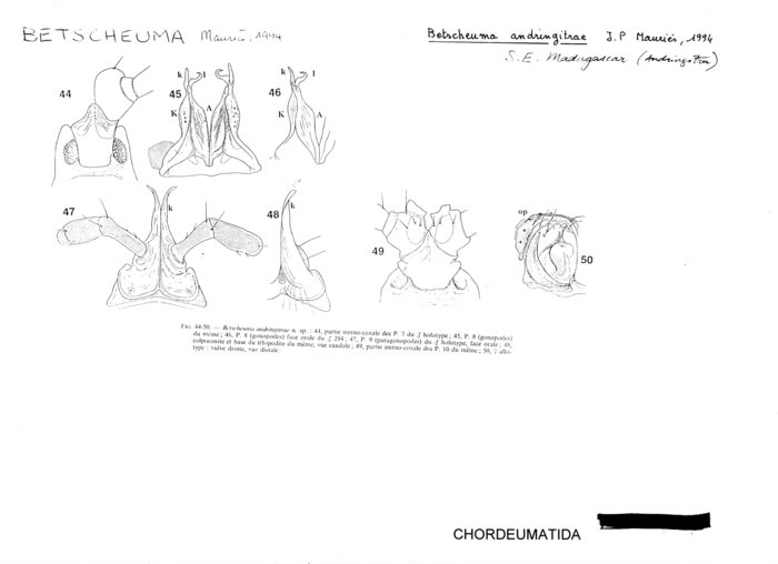 Betscheuma andringitrae