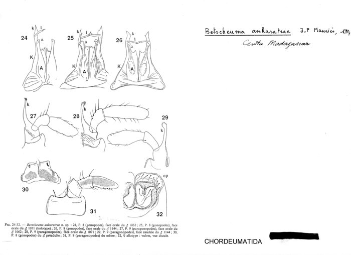 Betscheuma ankaratrae