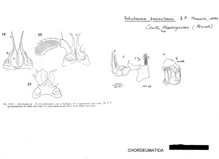 Betscheuma perinetensis