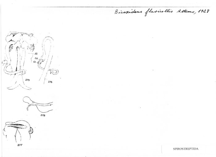 Bicoxidens flavicollis