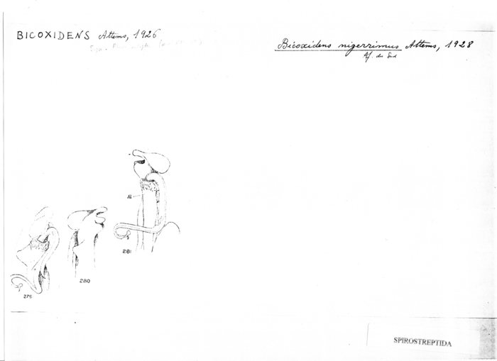 Bicoxidens nigerrimus