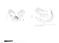 Blancosoma scaturgo