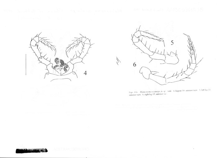 Blancosoma scaturgo