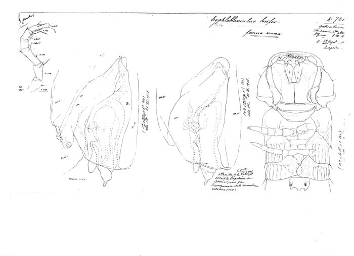 Blaniulus lorifer