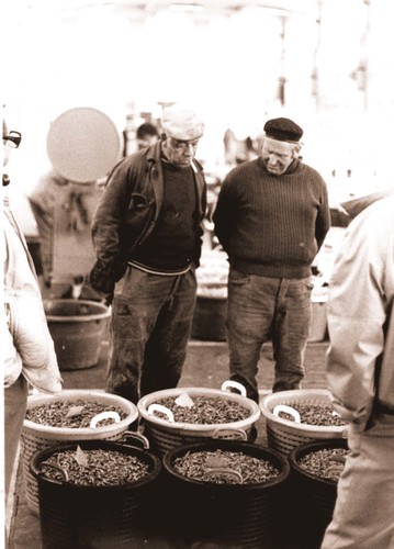 Sale of shrimp