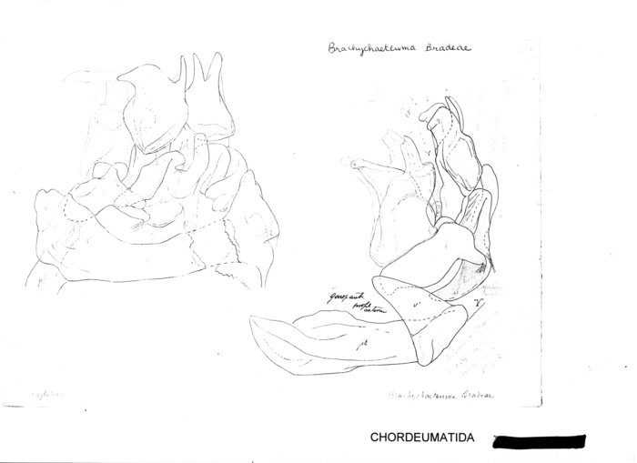 Brachychaeteuma bradeae