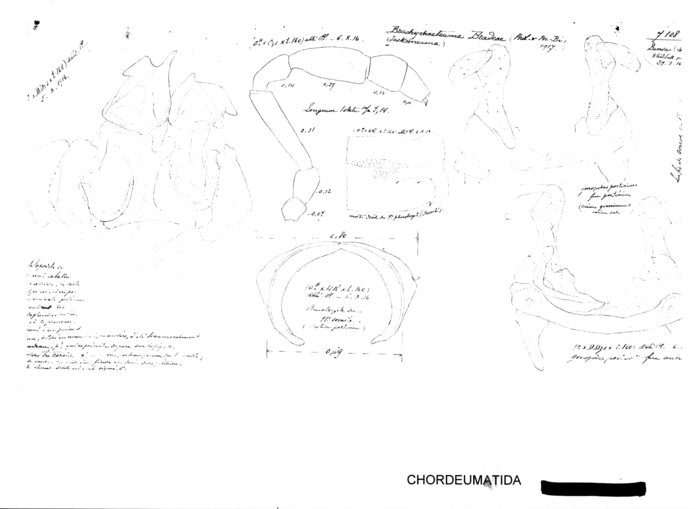 Brachychaeteuma bradeae