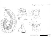 Brachychaeteuma melanops