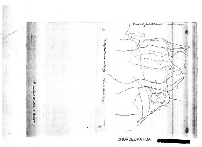 Brachychaeteuma melanops