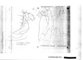 Brachychaeteuma melanops, author: Henry W. Bremann, Henri Ribaut, Maria Prin, Jean-Paul Mauri et al. (1890-1999): Bremann iconographic file & successors