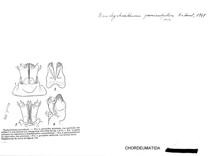 Brachychaeteuma peniculatum