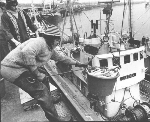 Landing of herring