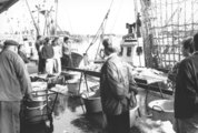 Sorting landed fish, author: Onbekend [bent u de auteur? laat het ons weten]