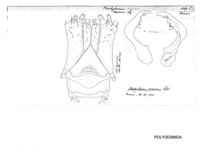 Brachydesmus proximus