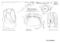 Brachydesmus superus