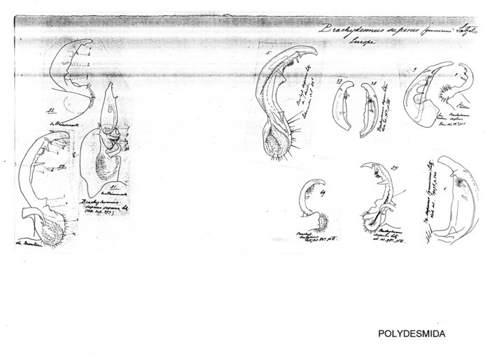 Brachydesmus superus