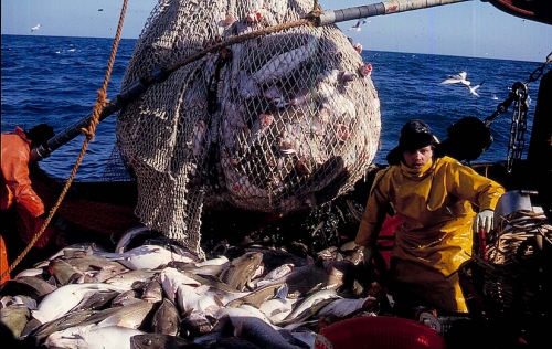 Chasing spawning cod