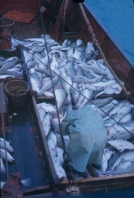 Plankenvisserij