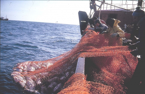 Bringing in nets