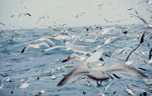 Gulls