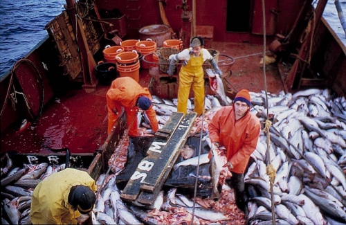 Cod in English Channel