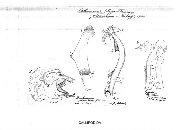 Broelemannia phoeniceum