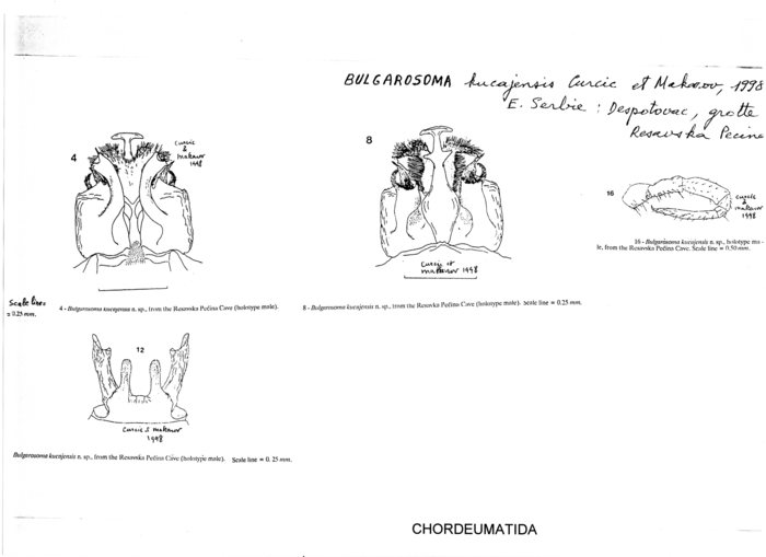 Bulgarosoma kucajensis