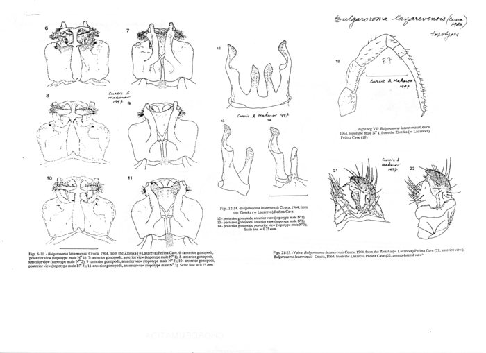 Bulgarosoma lazarevensis