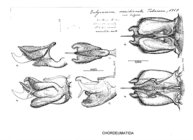 Bulgarosoma meridionale