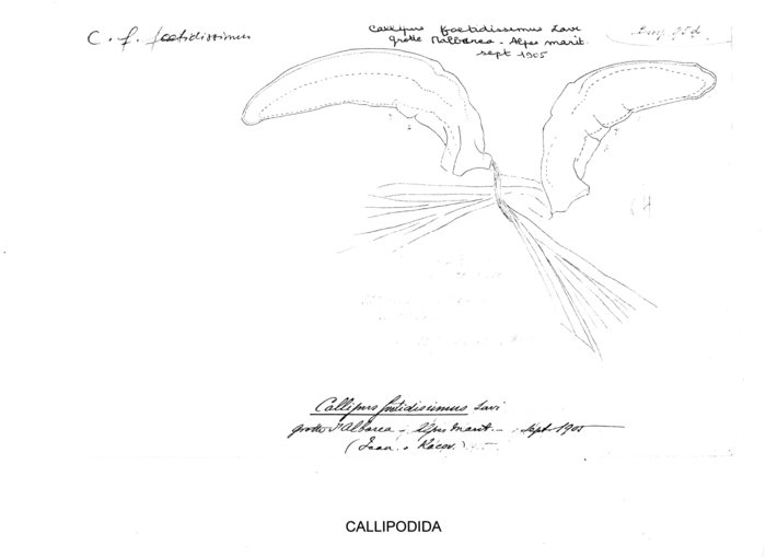 Callipus foetidissimus