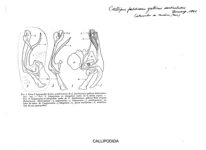 Callipus foetidissimus gallicus var. Denticulatus