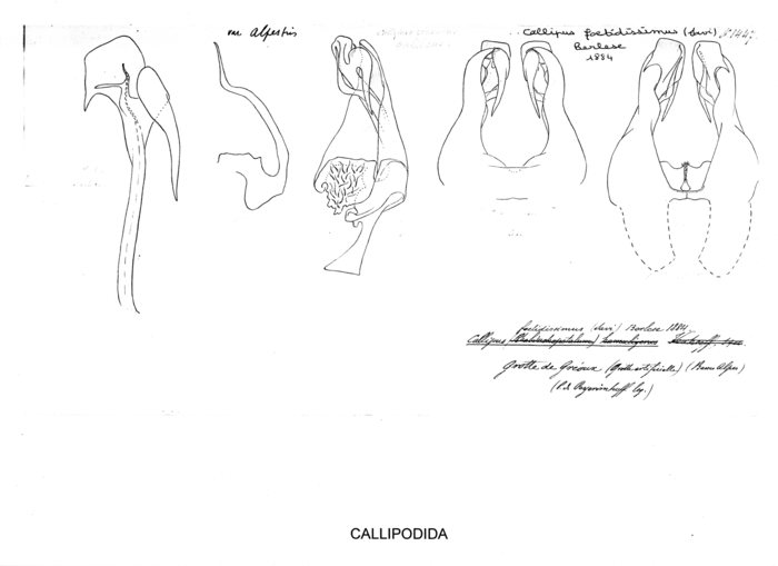 Callipus foetidissimus gallicus var. Alpestris