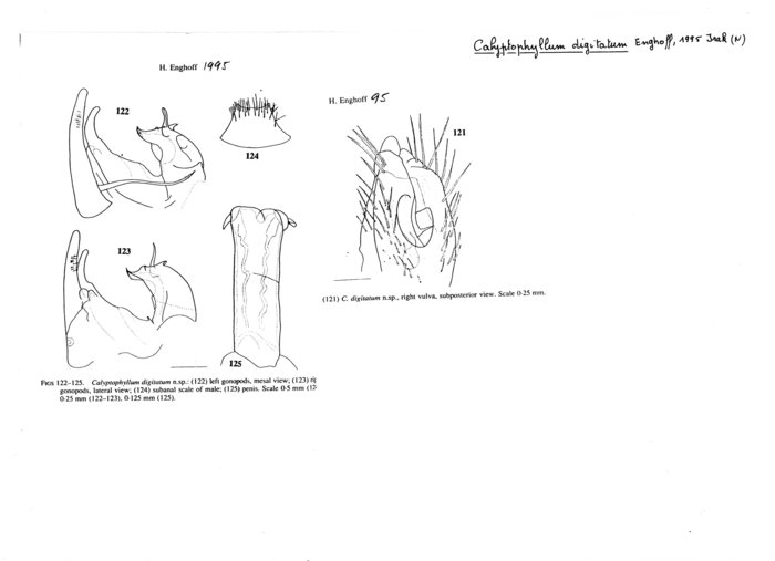 Calyptophyllum digitatum