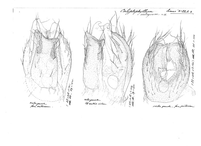 Calyptophyllum integrum