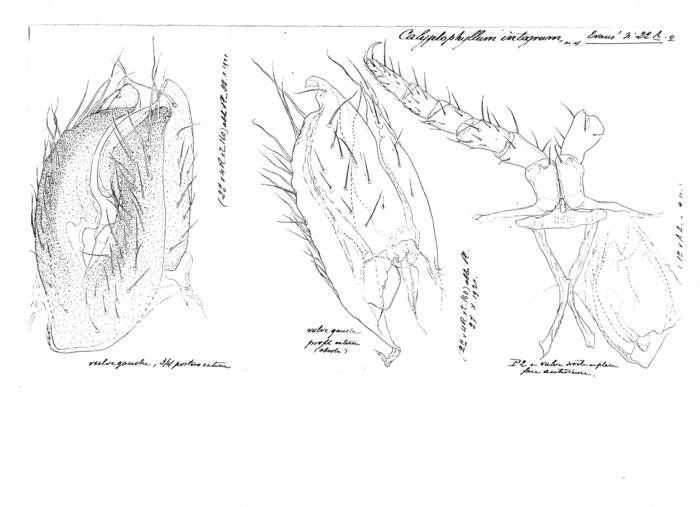 Calyptophyllum integrum