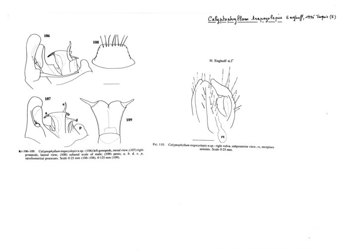 Calyptophyllum trapezolepis