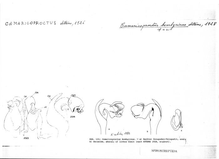 Camaricoproctus bombycinus