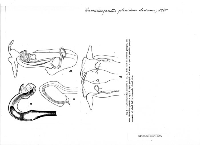 Camaricoproctus planidens