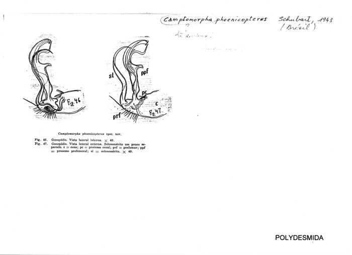 Camptomorpha phoenicopterus