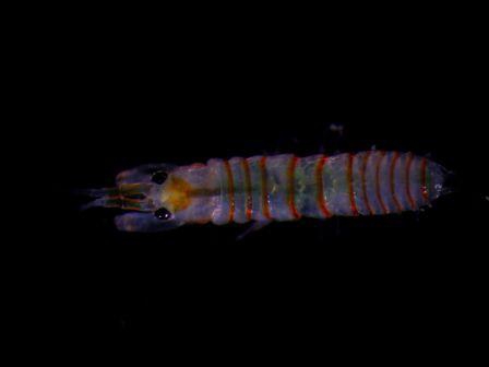 Leptochelia sp Leptochelia sp