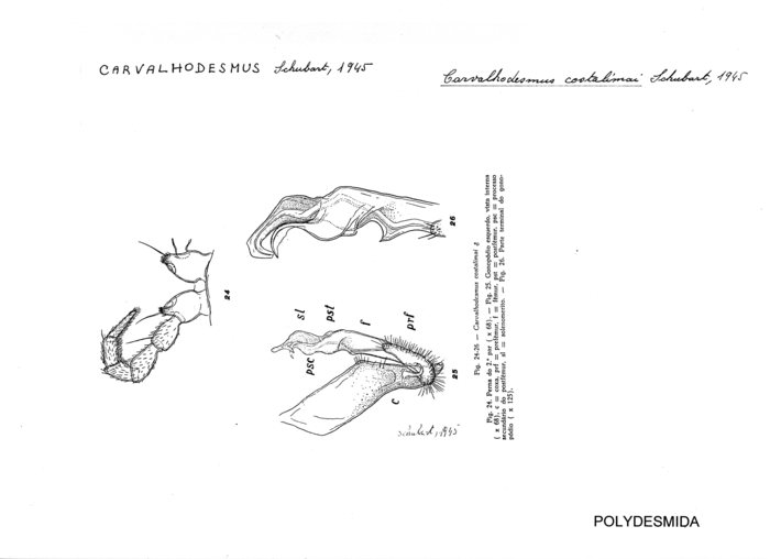 Carvalhodesmus costalimai