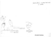 Castanotherium ornatum, author: Henry W. Bremann, Henri Ribaut, Maria Prin, Jean-Paul Mauri et al. (1890-1999): Bremann iconographic file & successors