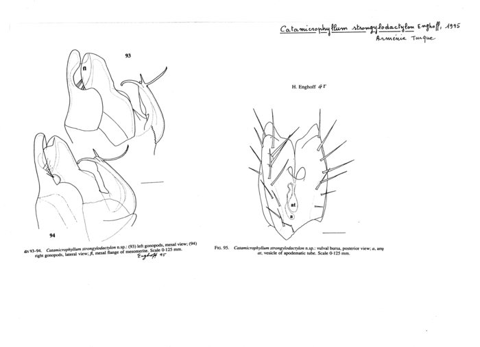 Catamicrophyllum strongylodactylon