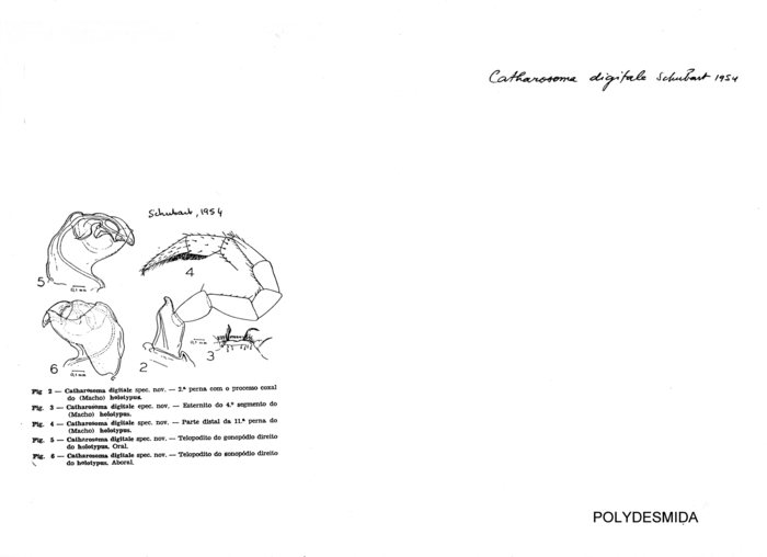 Catharosoma digitale