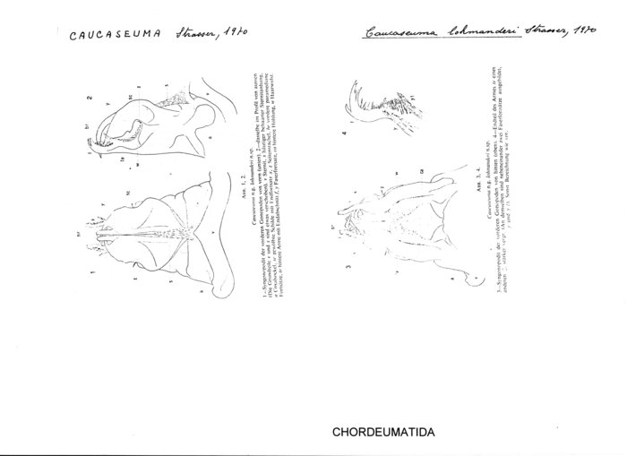 Caucaseuma lohmanderi