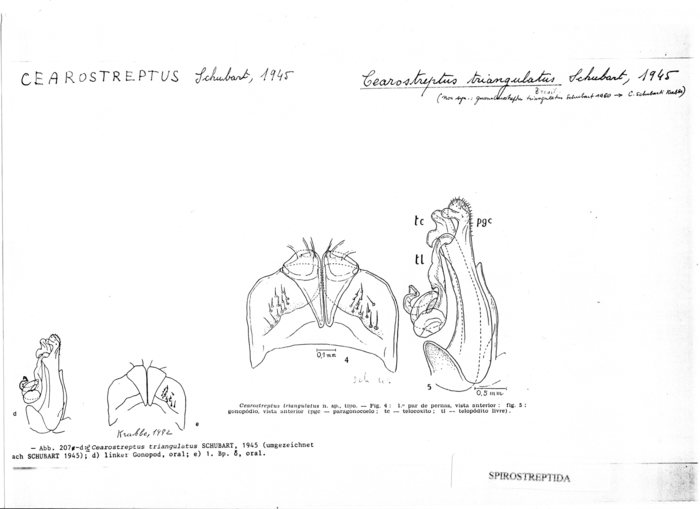 Cearostreptus triangulatus