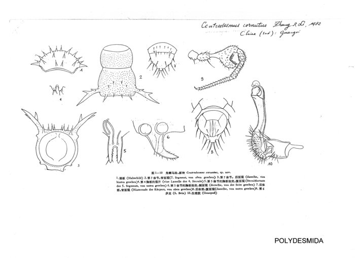 Centrodesmus cornutus