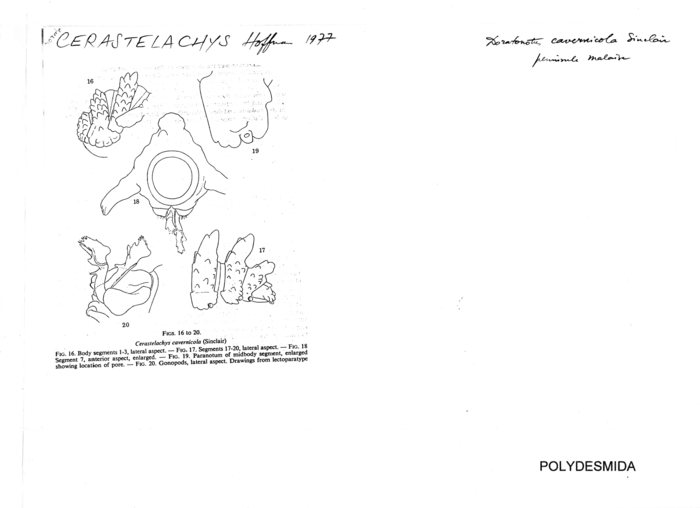 Cerastelachys cavernicola