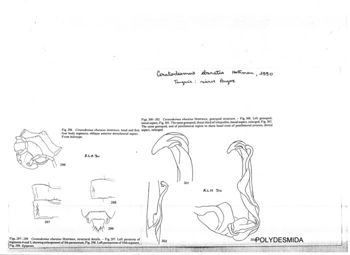 Ceratodesmus eburatus